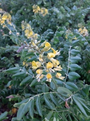 Sophora tomentosa