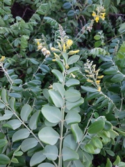 Sophora tomentosa