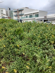 Sophora tomentosa