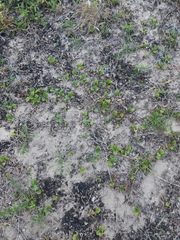 Magnoliopsida