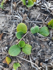 Magnoliopsida
