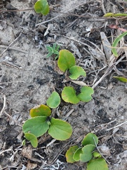 Magnoliopsida