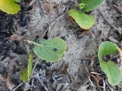 Magnoliopsida