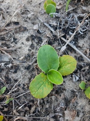 Magnoliopsida