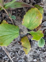 Magnoliopsida