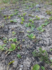 Magnoliopsida