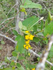 Aspicarpa sericea
