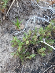 Cardionema ramosissimum