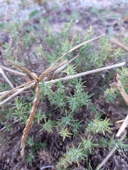 Cardionema ramosissimum