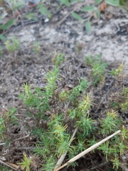 Cardionema ramosissimum