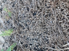 Cardionema ramosissimum