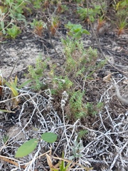 Cardionema ramosissimum