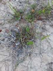 Paspalum