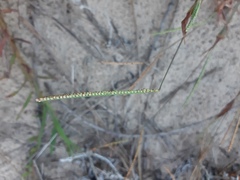 Paspalum