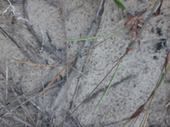 Paspalum