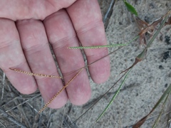 Paspalum