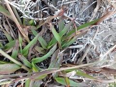 Paspalum