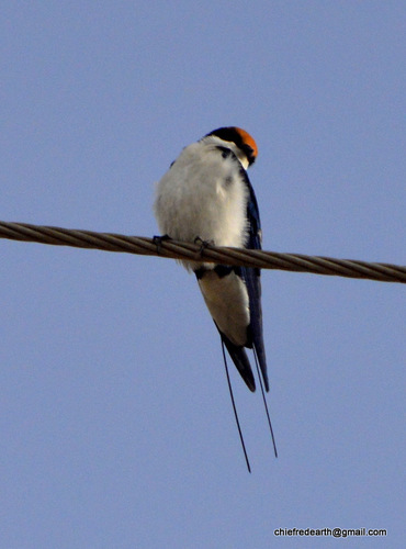 Wire-tailed Swallow