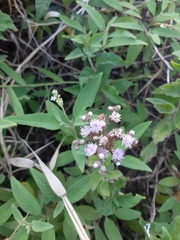 Cyrtocymura scorpioides