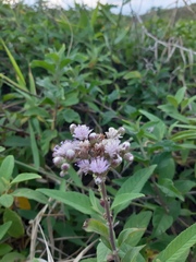 Cyrtocymura scorpioides