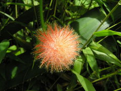 Gurania eriantha