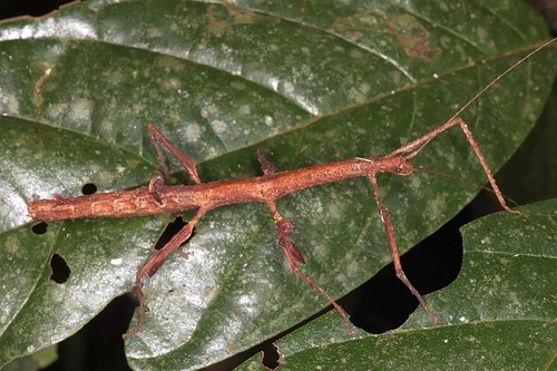 Lobolibethra panguana
