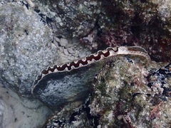 Atrina vexillum