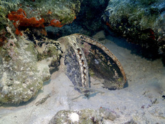 Atrina vexillum