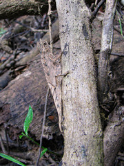 Brookesia superciliaris