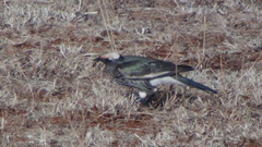 Lamprotornis albicapillus