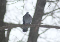 Columba livia domestica