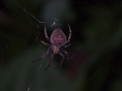 Neoscona menghaiensis