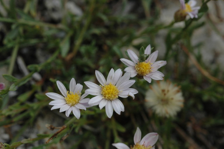 Erigeron elmeri