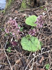 Petasites hybridus