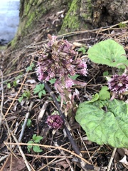 Petasites hybridus