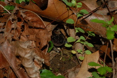 Plethodon metcalfi