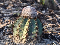 Melocactus curvispinus caesius