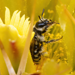 Dufourea echinocacti