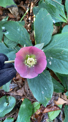 Helleborus orientalis