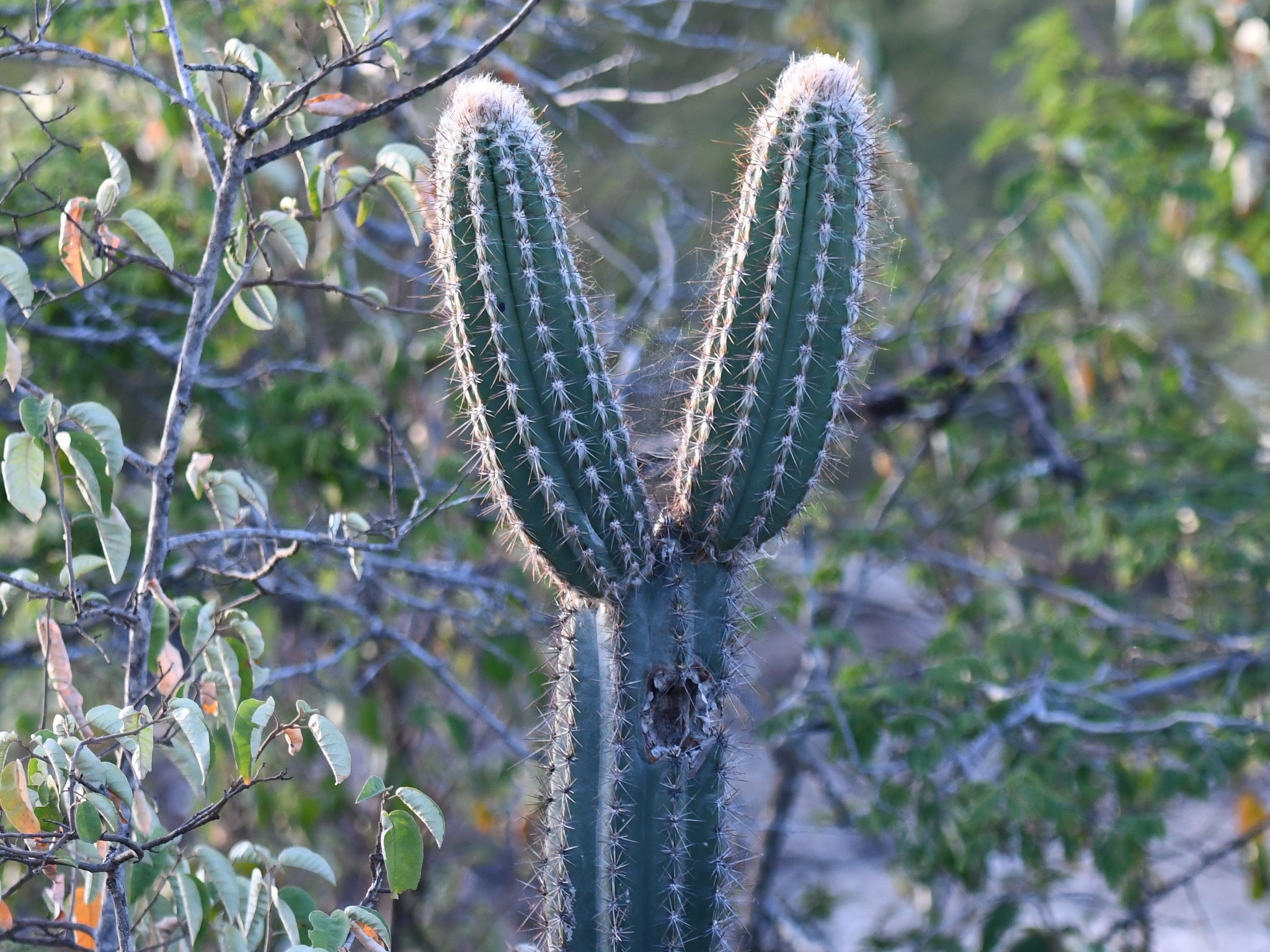 Pilosocereus lanuginosus