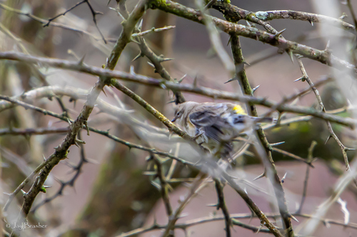 Myrtle Warbler photographed in Tennessee