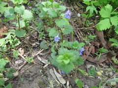 Glechoma hederacea