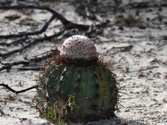 Melocactus curvispinus caesius