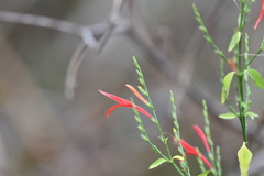 Dicliptera sexangularis