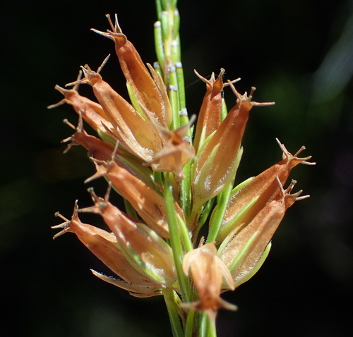Image of Erica heleophila by (c) Nicola van Berkel, some rights reserved (CC BY-SA)