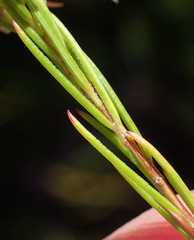 Erica heleophila