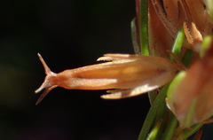 Erica heleophila