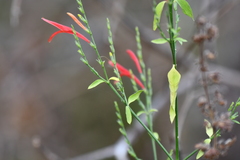 Dicliptera sexangularis