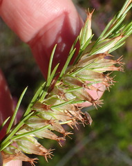 Erica heleophila