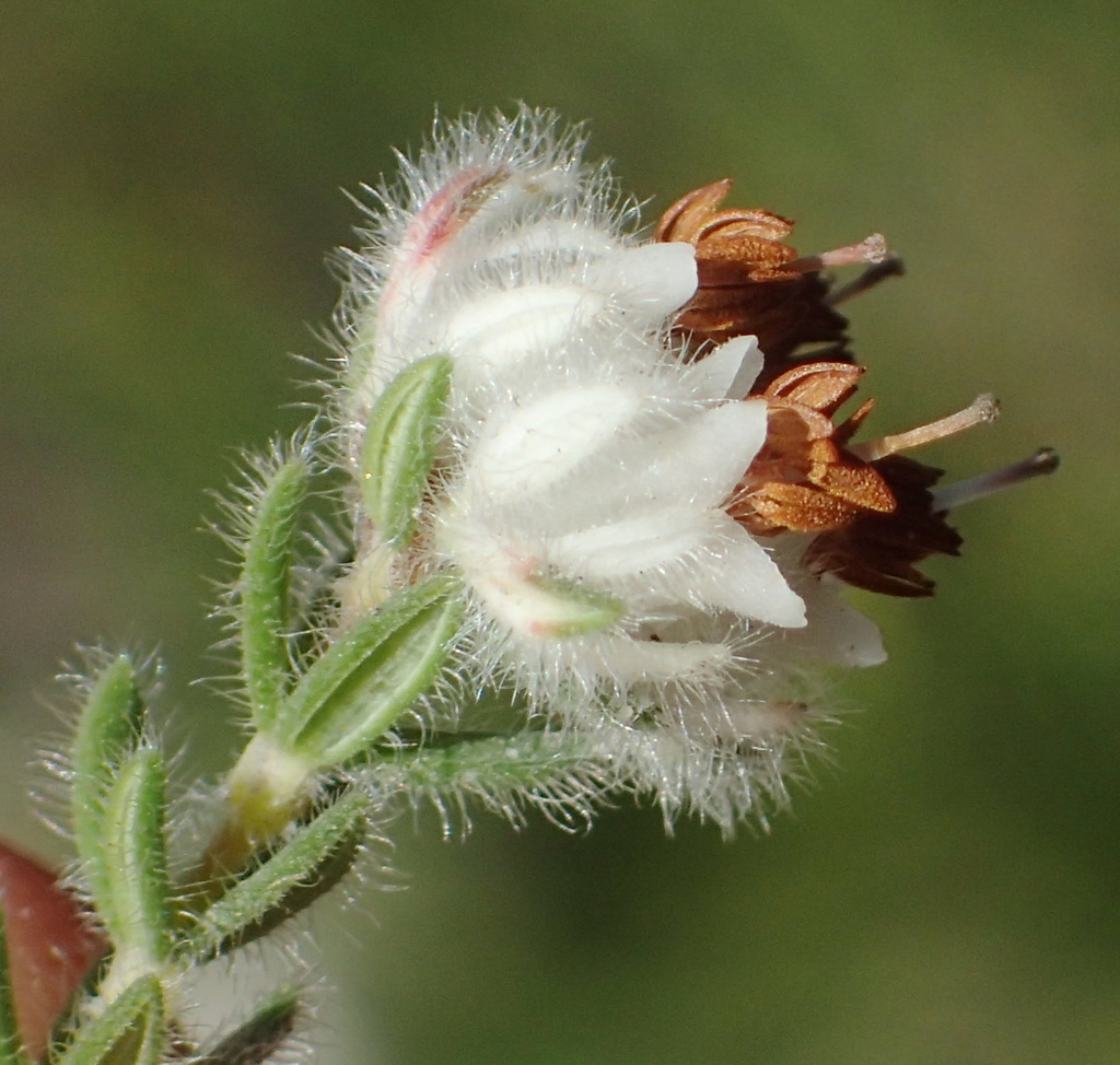 Wool Heath